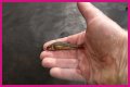 How long will minnows stay alive?