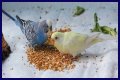 What eats bird food at night?